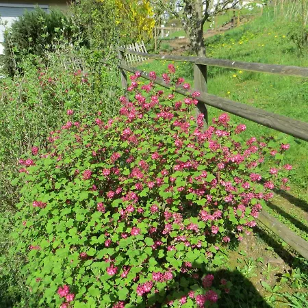 Wagner 4 Sterne Apartment *