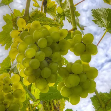 Διαμέρισμα Wagner 4 Sterne